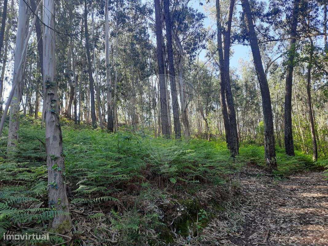 Terreno  para venda - Grande imagem: 5/5