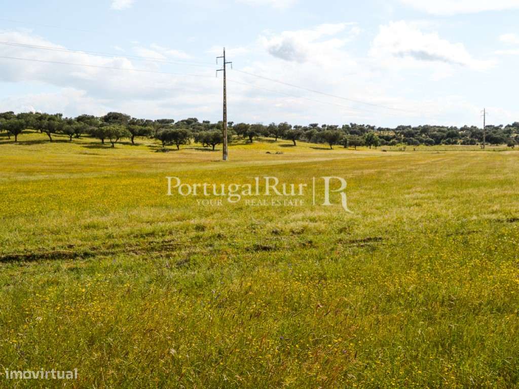 Herdade com 14 hectares na região do Alandroal - Grande imagem: 4/27