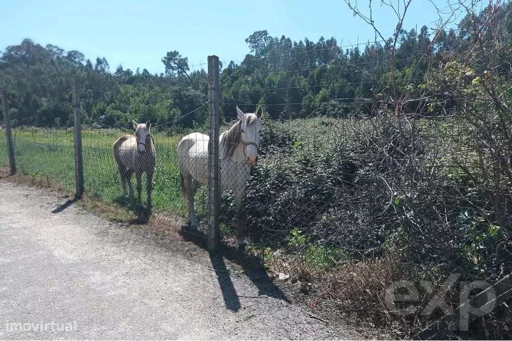 Terreno Rústico em Anta - Grande imagem: 4/5