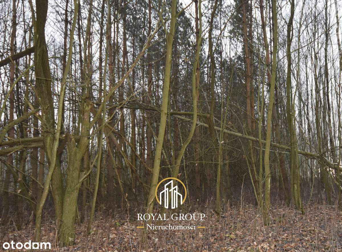 Działka leśna-0
