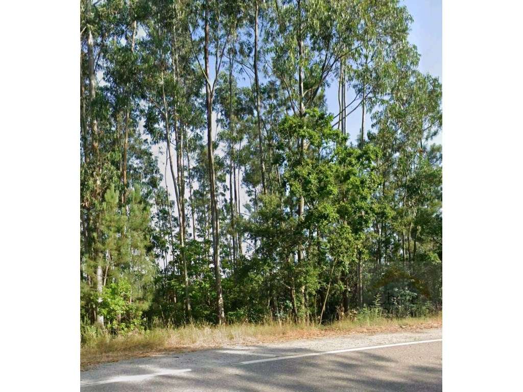 Terreno para quintinha com 4.000m2 - Espinhal - Grande imagem: 4/11