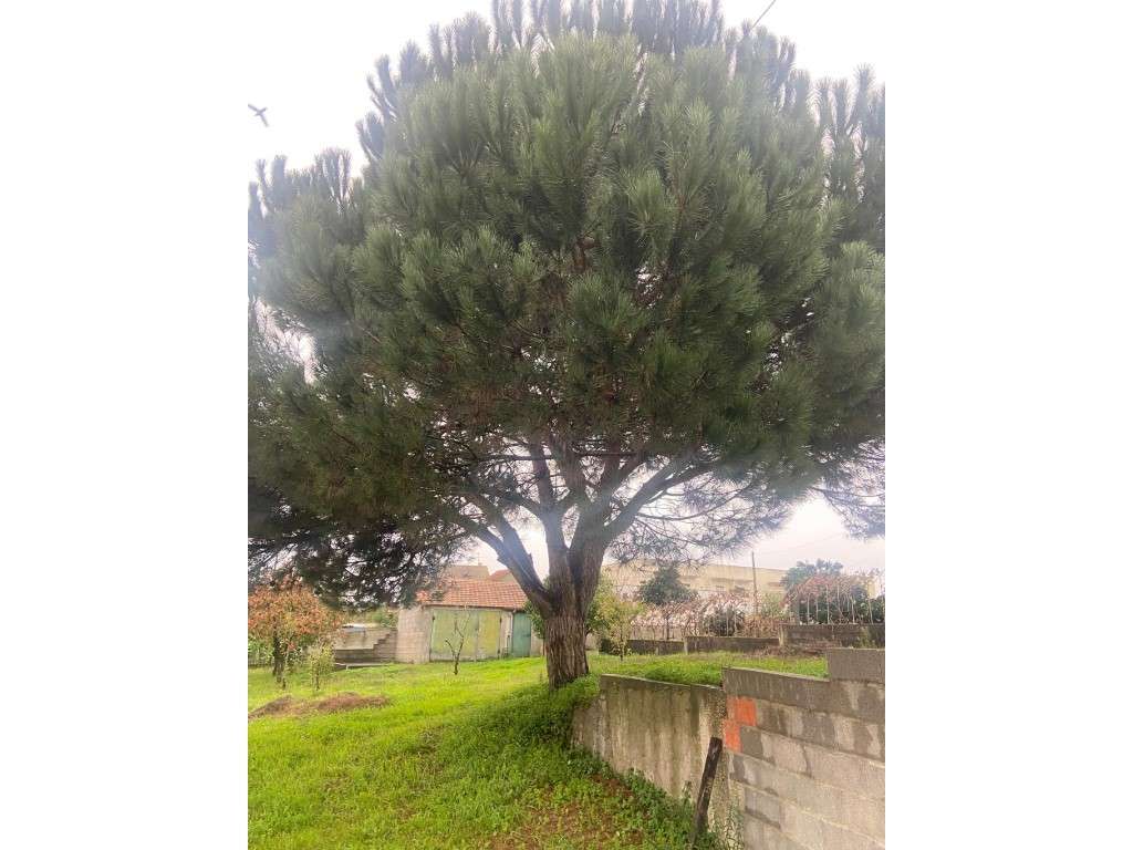 Casa térrea para recuperar na Carapinheira - Grande imagem: 5/23