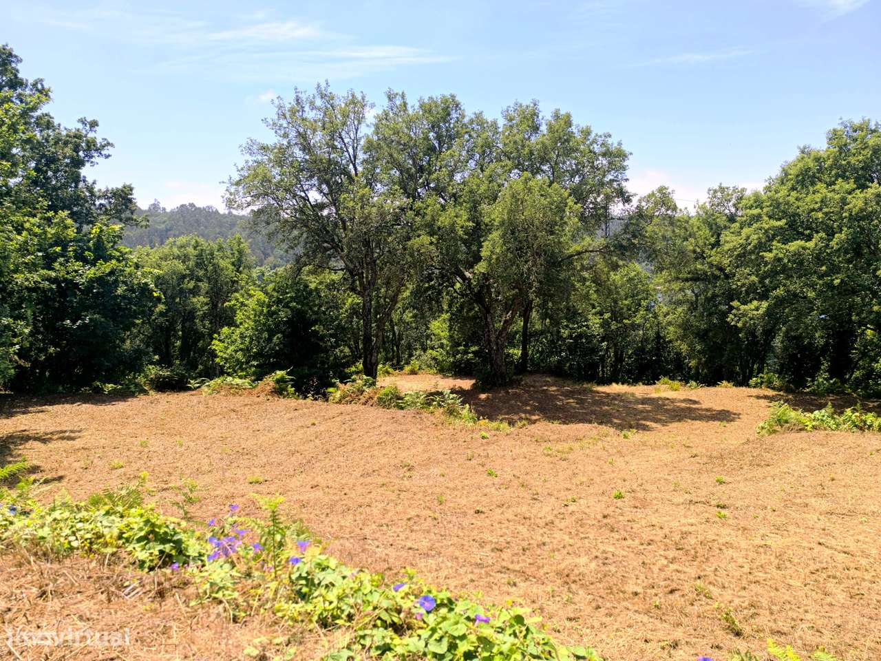 Quinta com 19000 m2 nas margens do Douro-14