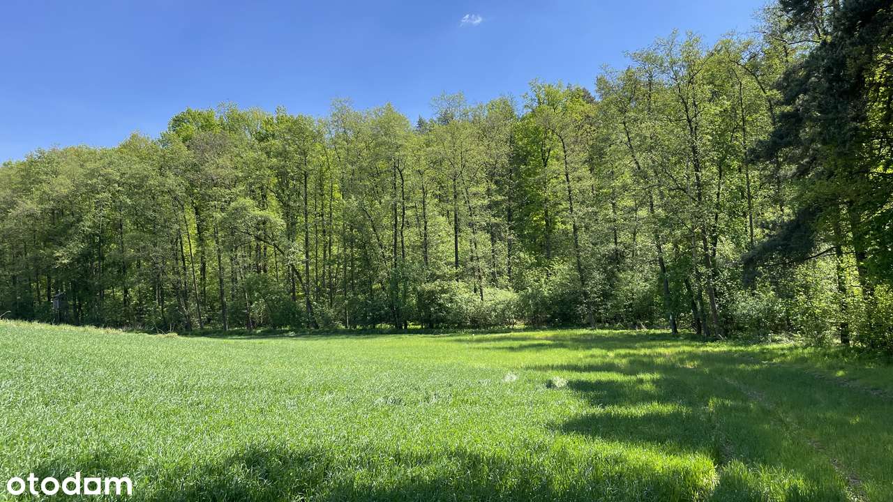 Widokowa otoczona lasem, perełka dla wielbicieli natury-5