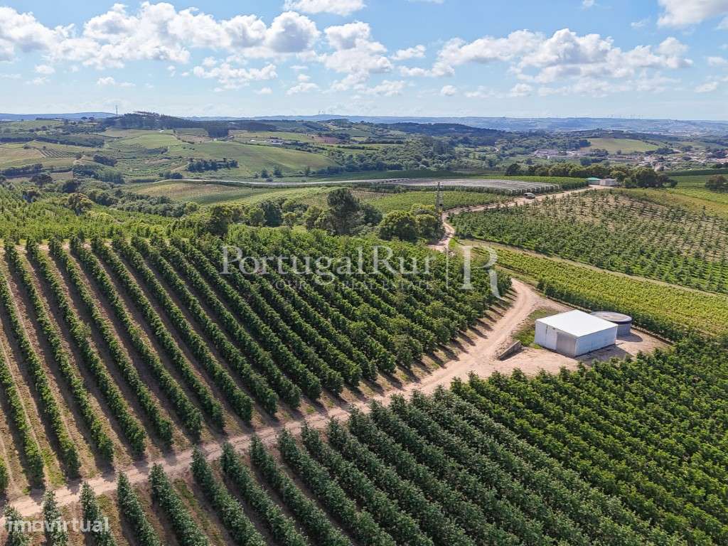 Exploração Agrícola com 37 ha e produção de Pera Rocha no Cadaval-5
