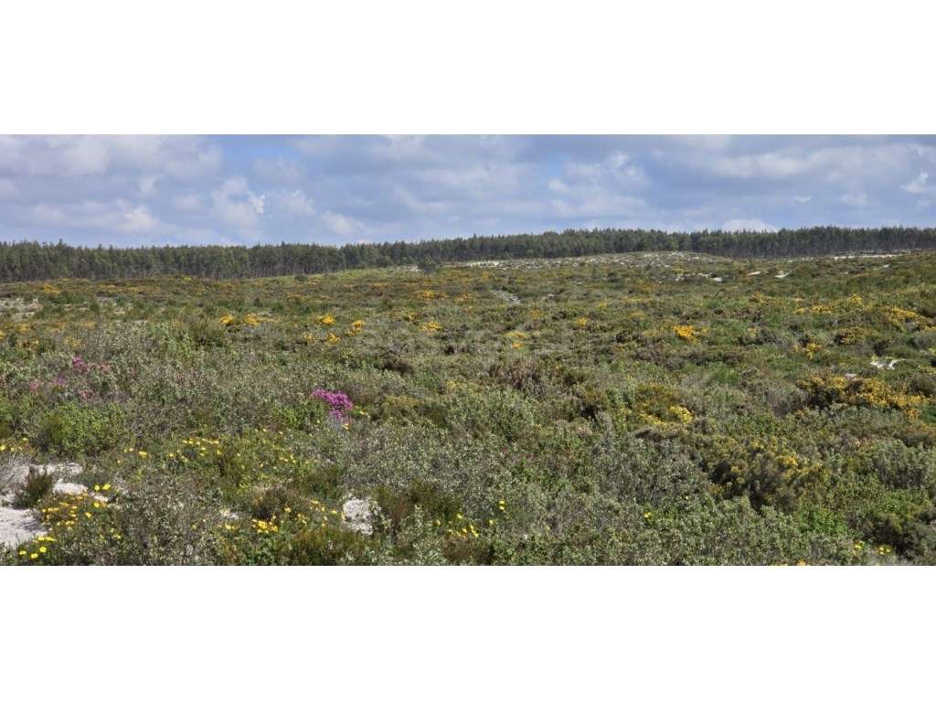 Terreno inserido em zona Florestal com vista - Grande imagem: 5/10