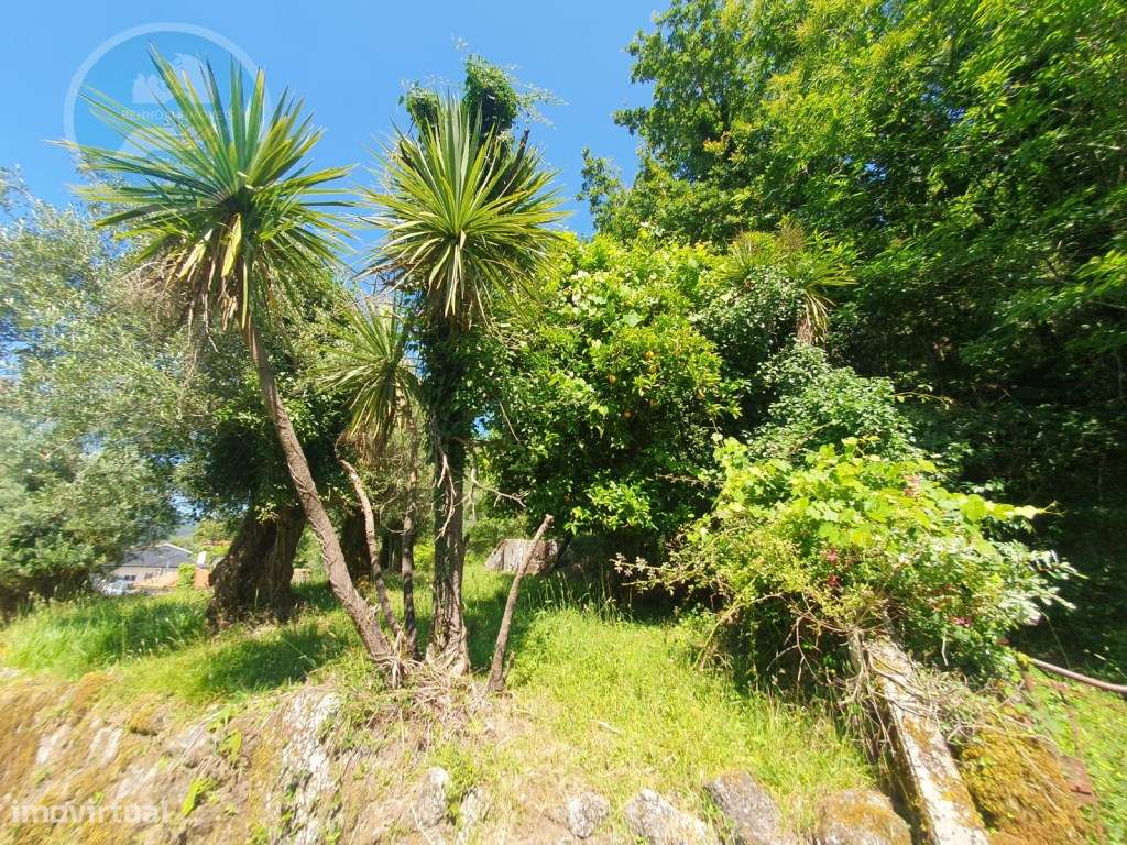 Quinta à venda para restauro em Arroteia freguesia de Rossas-45