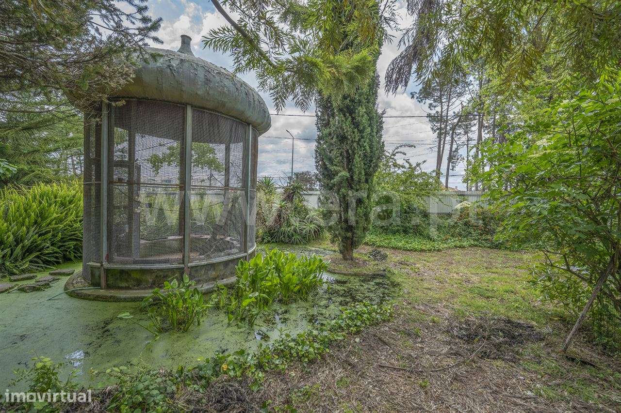 Magnifica Quinta T7; Verdizela-36