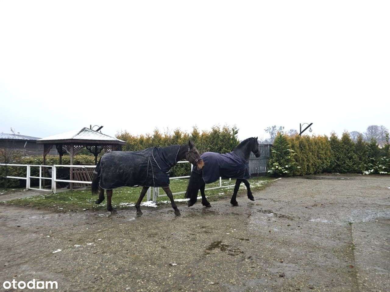 Dochodowa stajnia położona w okolicy Strykowa-12
