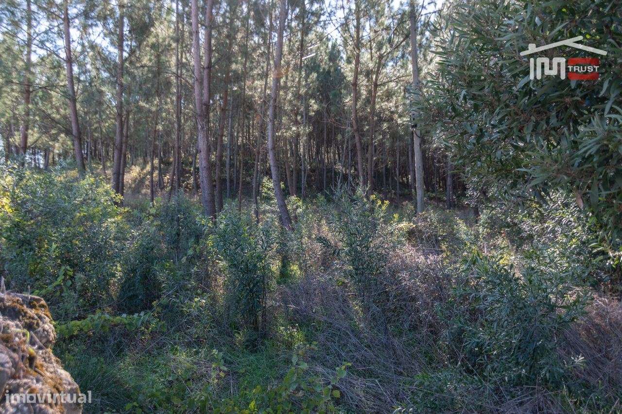 Terreno com possibilidade de construção - Grande imagem: 5/7