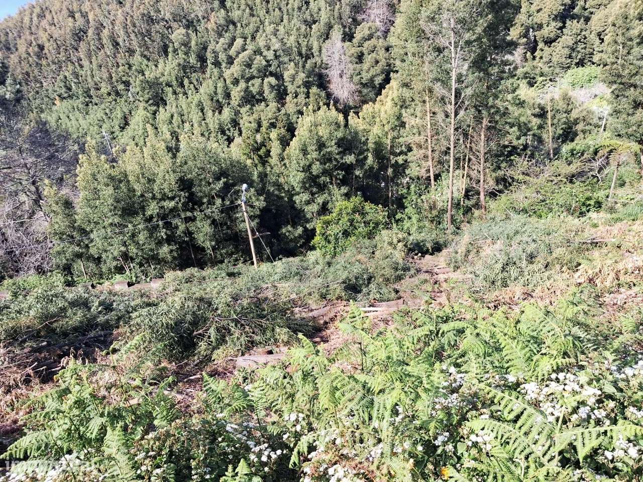 Terreno Urbano para Construção – Camacha - Grande imagem: 4/16