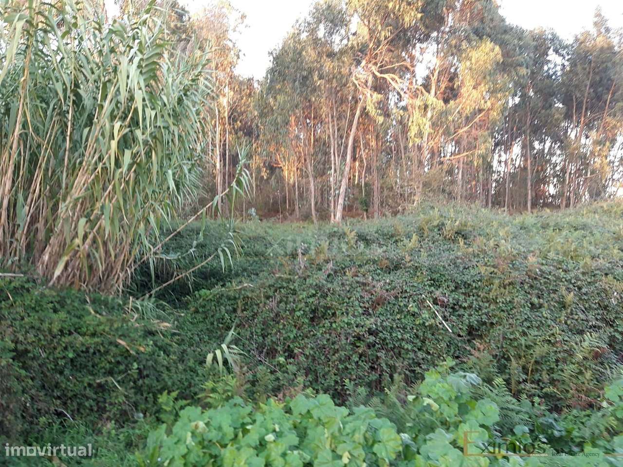 Terreno, para venda, em Argivai - Grande imagem: 3/6