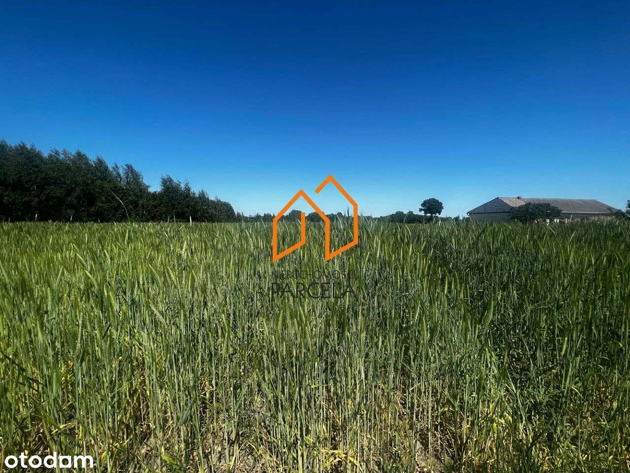 Działka pow. 8 234 m2, Murzynowo Leśne. - Pełny obrazek: 5/5