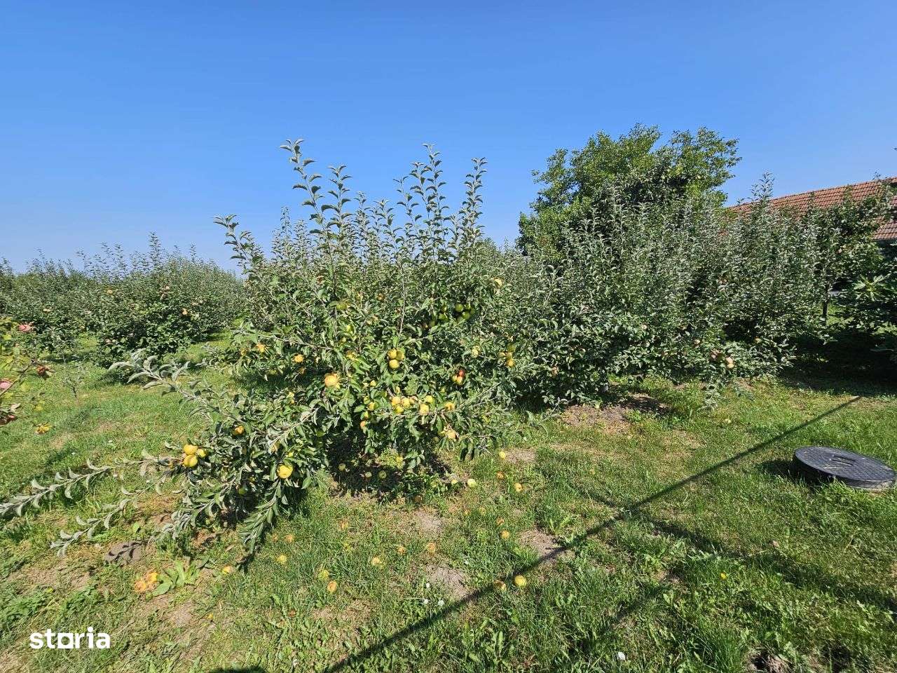 Comision 0%!! Teren intravilan Alios 3000 mp - livada / utilitati ! - Imagine principală: 4/8