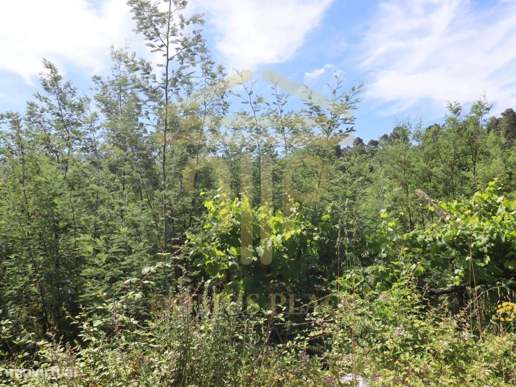 Terreno com 17.800 m², Casa para Reconstruir e mina de Água - Soalh...-12