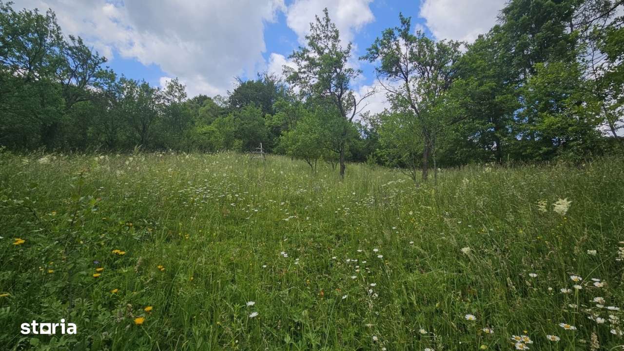 Teren de vanzare in Valea Doftanei - Imagine principală: 5/5