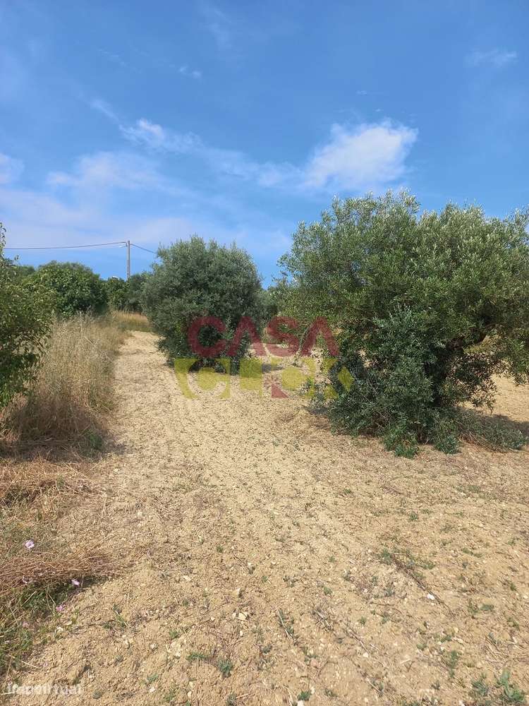 Terreno Rústico  Venda em Assentiz,Torres Novas - Grande imagem: 5/14