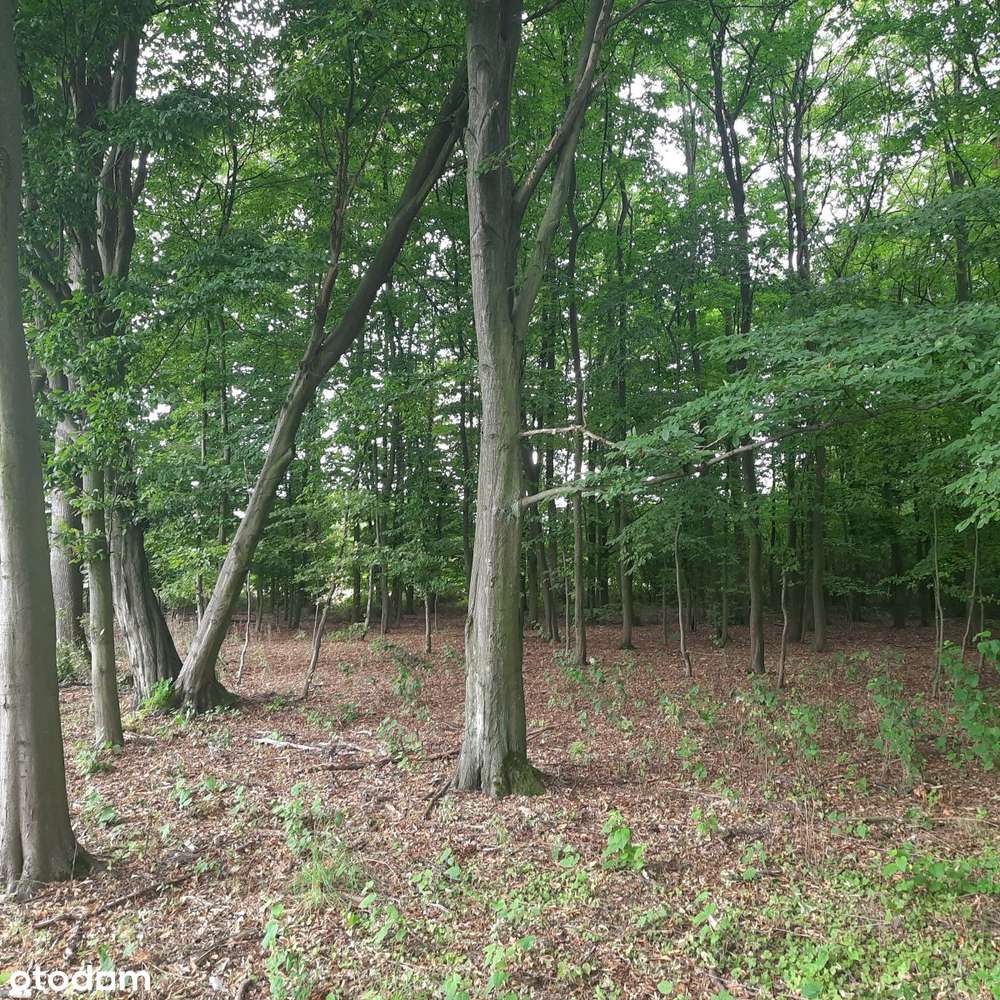 Działka budowlana Aleksandria, Puszcza Mariańska-5