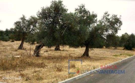 Terreno com 8,750m² e PIP aprovado, localizado em zona de expansão ... - Grande imagem: 5/13