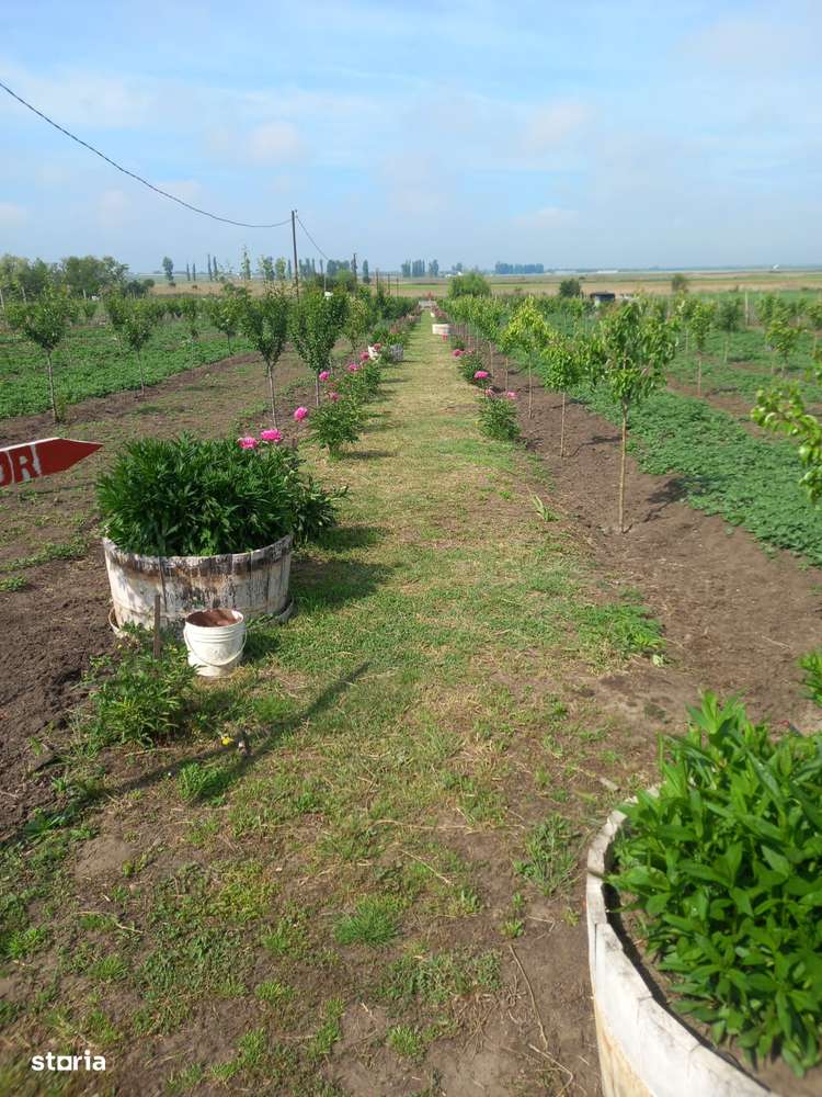 Casa baraneasca + 9300mp teren (livada) zona sat Ziduri jud. Buzau-10