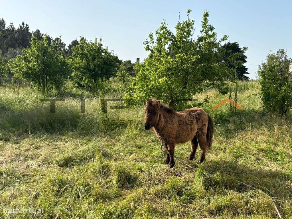 Quintinha com terreno agrícola de 2250 m2-15