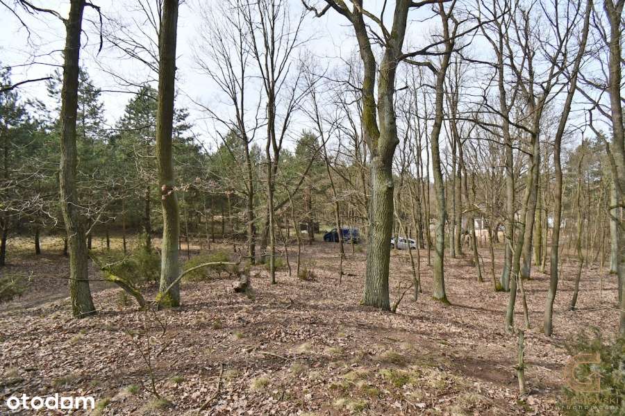 Działka leśna, Ruda ! - Pełny obrazek: 4/13