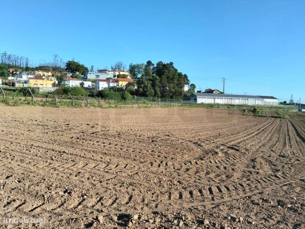 Terreno urbanizável com 19 m de frente- Branca / Albergaria-a-Velha-13