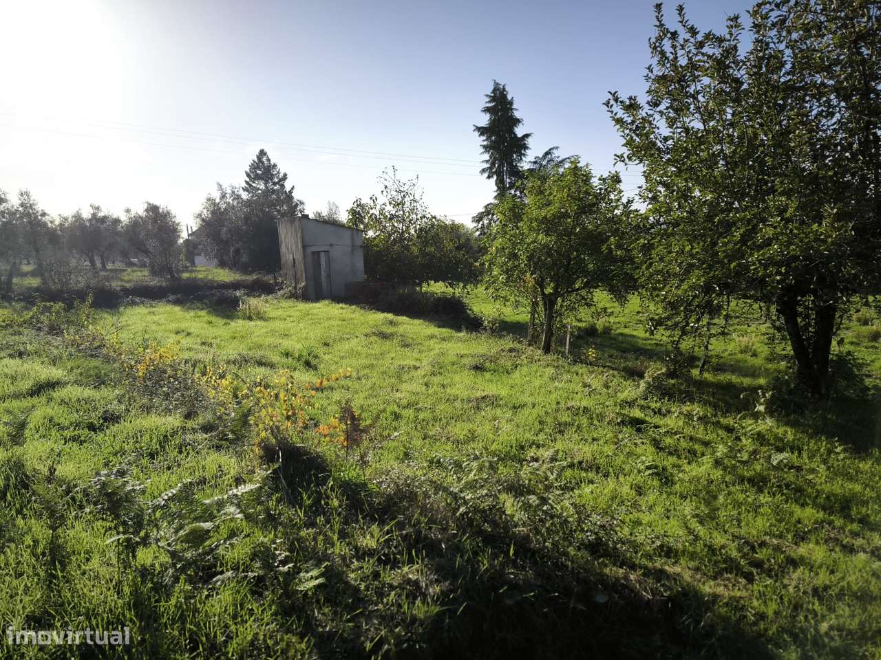 Terreno  Venda em Oliveira do Conde,Carregal do Sal-5
