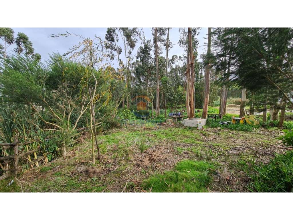 Terreno agrícola 2.000 m2 | A dos Cunhados, Torres Vedras - Grande imagem: 5/7