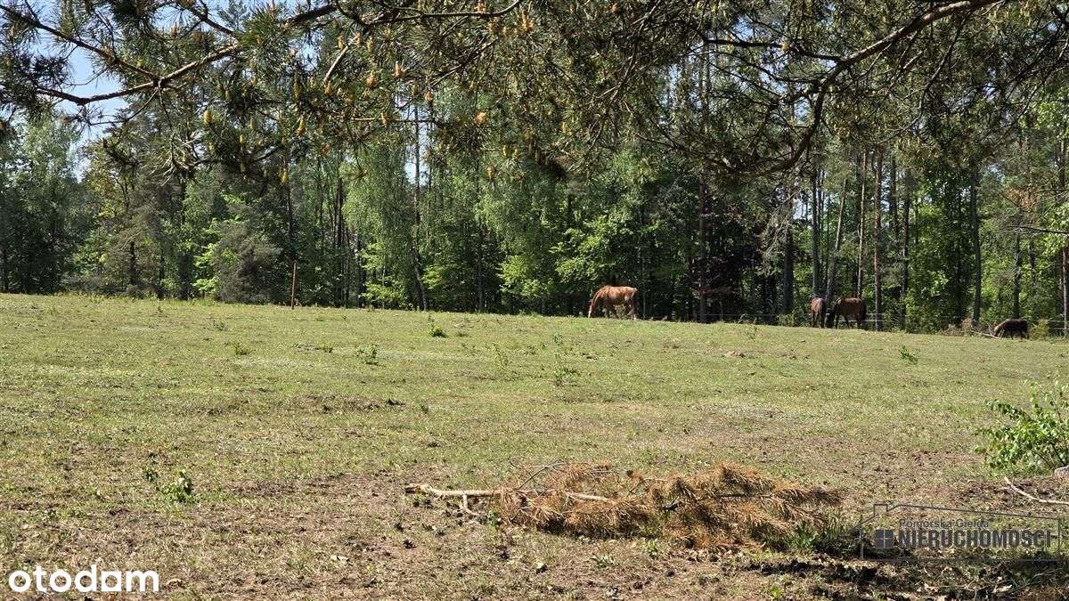 Okole - Grunt siedliskowy w otoczeniu lasu ok. 100-10