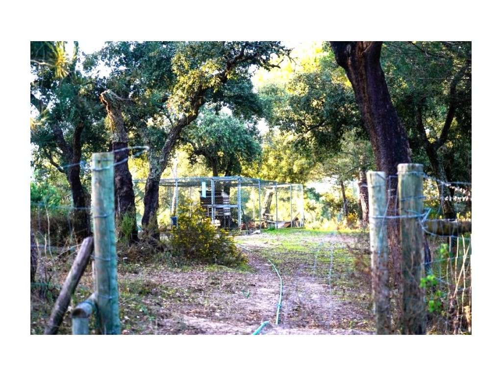 Monte Alentejano com 8,2 Hectares - Um Paraíso de Natureza e Sereni...-20