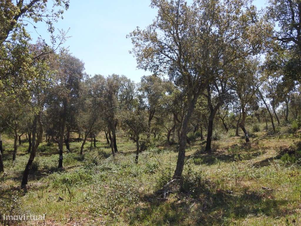 PROPRIEDADE Rústica (8,075ha) - Grande imagem: 5/9