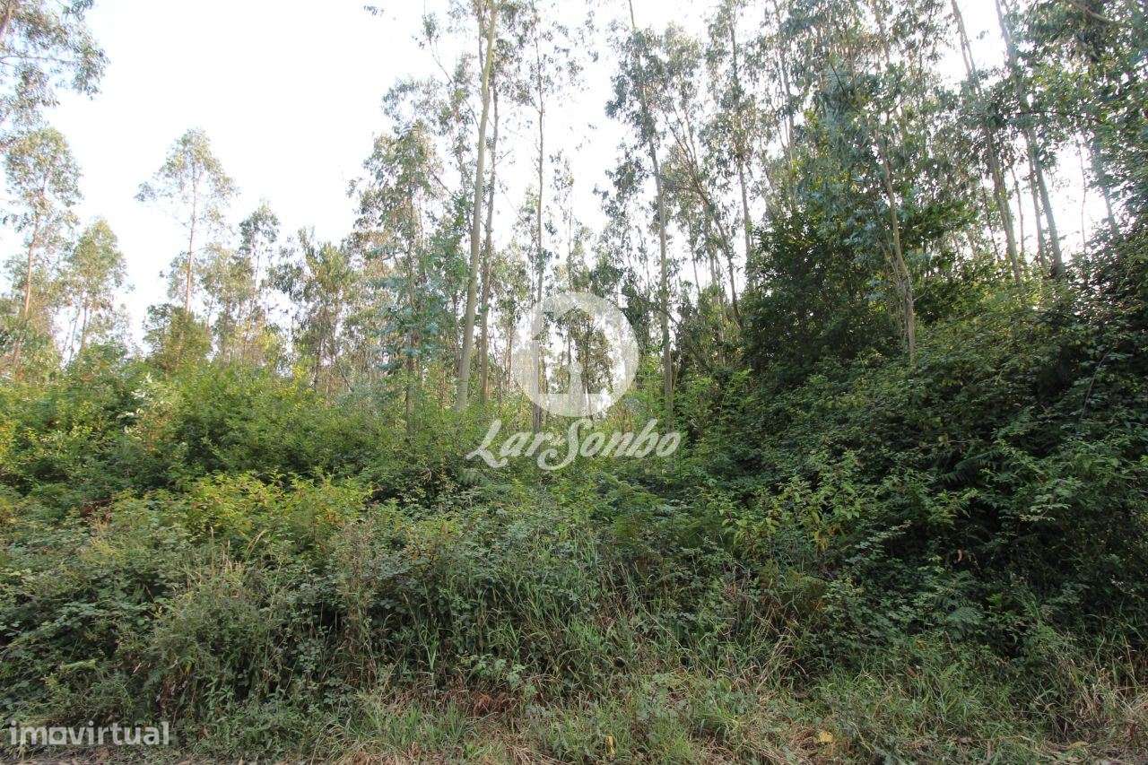 Terreno Florestal com 10.000m2 em Tougues - Vila do Conde - Grande imagem: 5/7