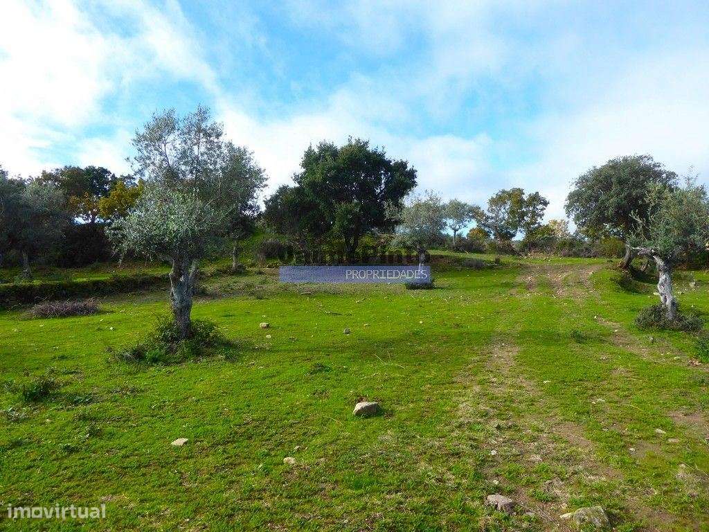 48ha p/ plantações novas, com olival, sobreiros, ruínas e próximo d... - Grande imagem: 4/8