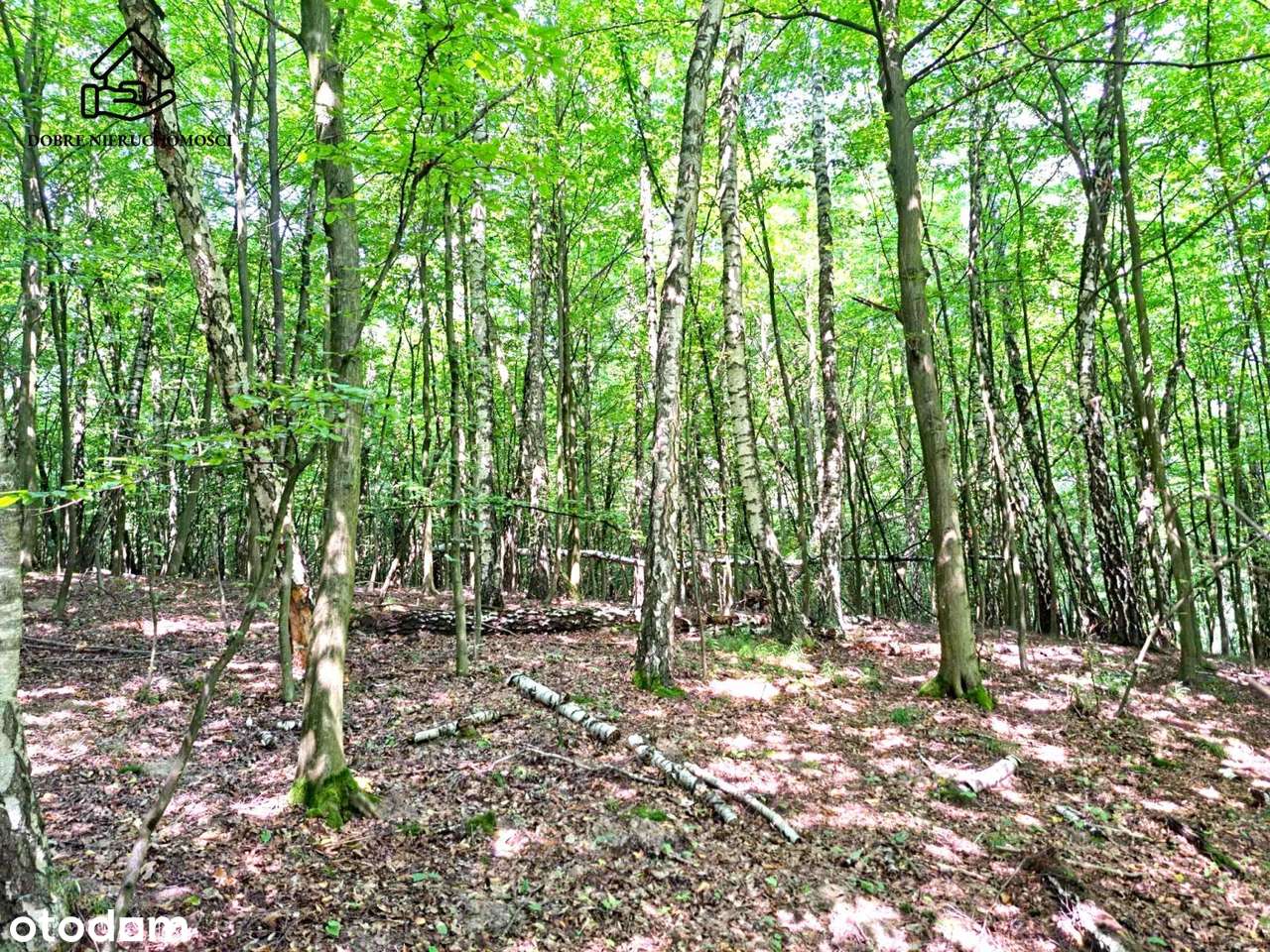 Kazimierz Dolny - działka przy wąwozie. - Pełny obrazek: 4/9