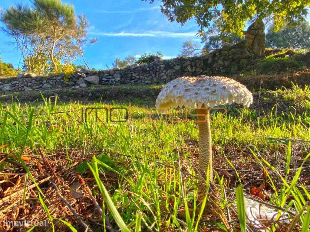 Quinta 2,6ha - Vista panorâmica e várias edificações-55