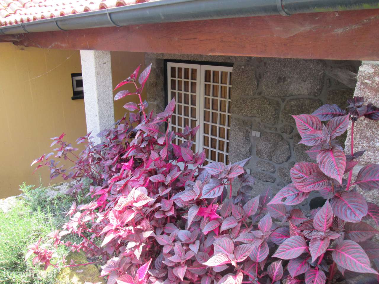 Quintinha no Minho Ponte de Lima * 10.000 m2 * a 90 Km do Porto-4