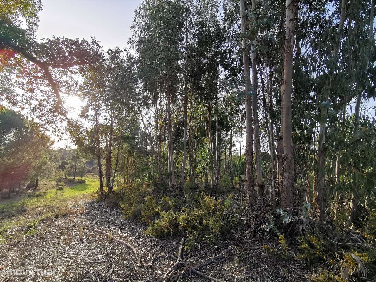 Moradia T2  Lamarosa de Coruche-45