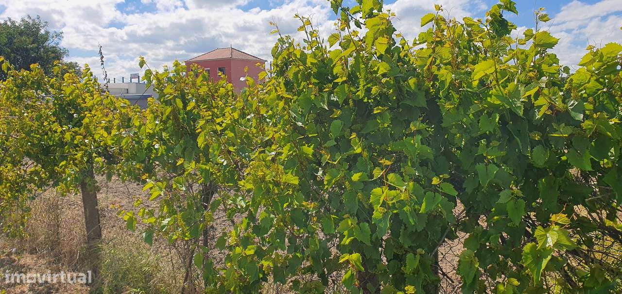 Quinta  5000m2 Viver no Campo Com a Cidade Por Perto Passil Alcochete-43