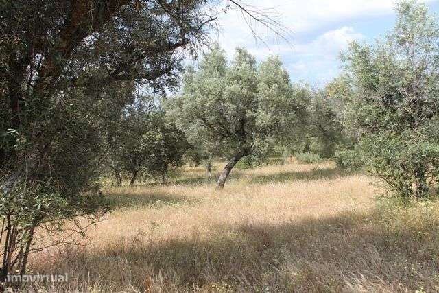 Quinta - Grande imagem: 5/11