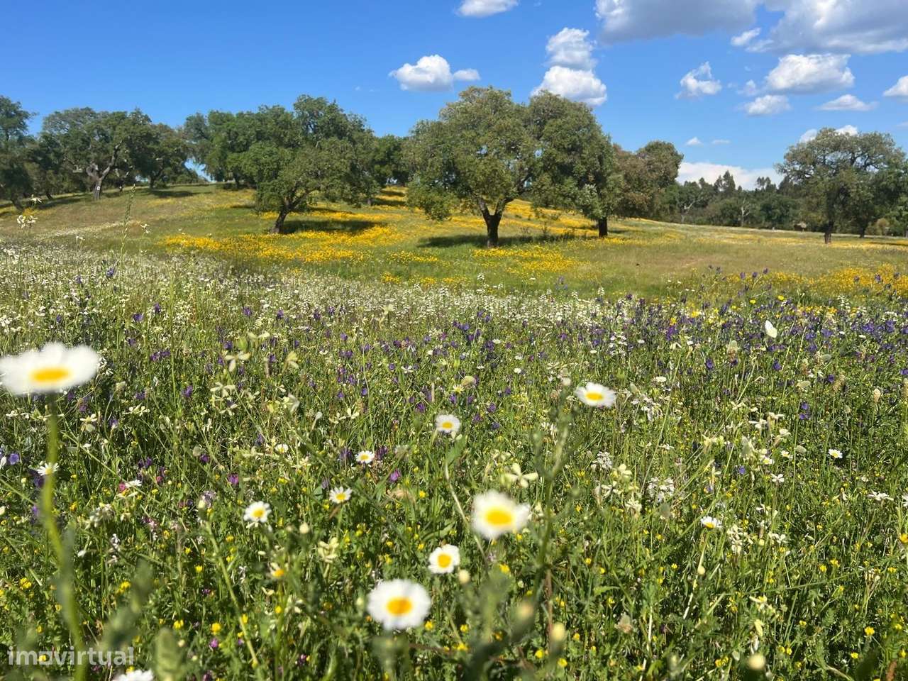 Herdade com 139 ha em Almeirim (Raposa) – produção, água e privacidade - Grande imagem: 3/21