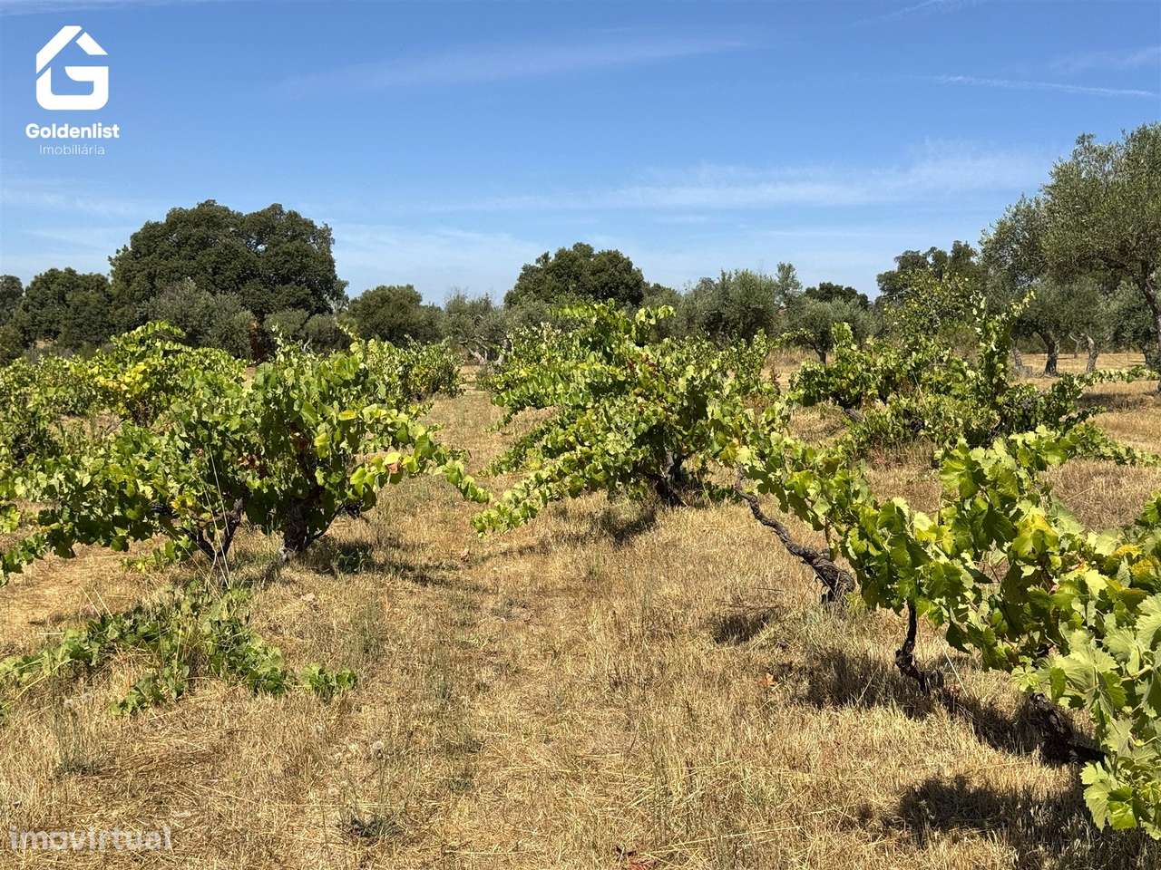Quinta  Venda em Lardosa,Castelo Branco-48