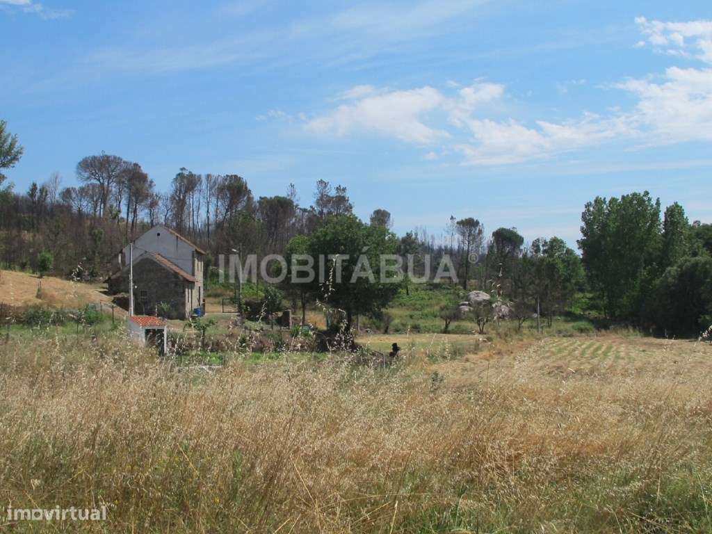 Quinta de Mirtilos com mais de 3 Hectares, localizada perto de Tondela-5