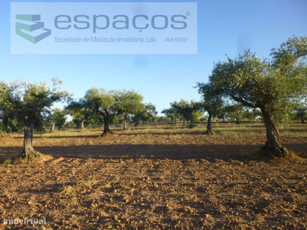 Terreno rústico com oliveiras tradicionais - Freixial do Campo - Grande imagem: 2/16