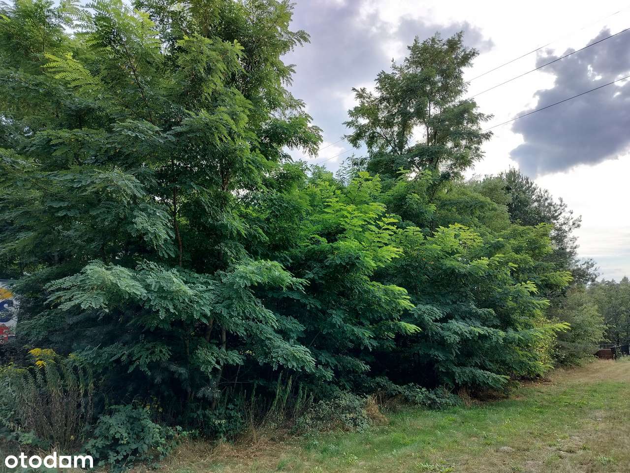 Bezpośrednio piękna działka 2000m2 Strzeniówka - Pełny obrazek: 5/12