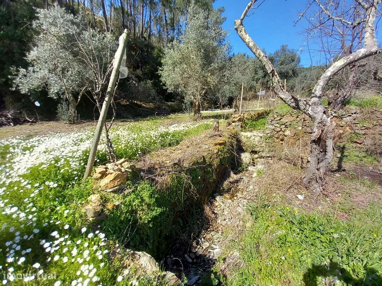 Terreno para Recuperação em Sarzedas, Castelo Branco - Grande imagem: 4/28