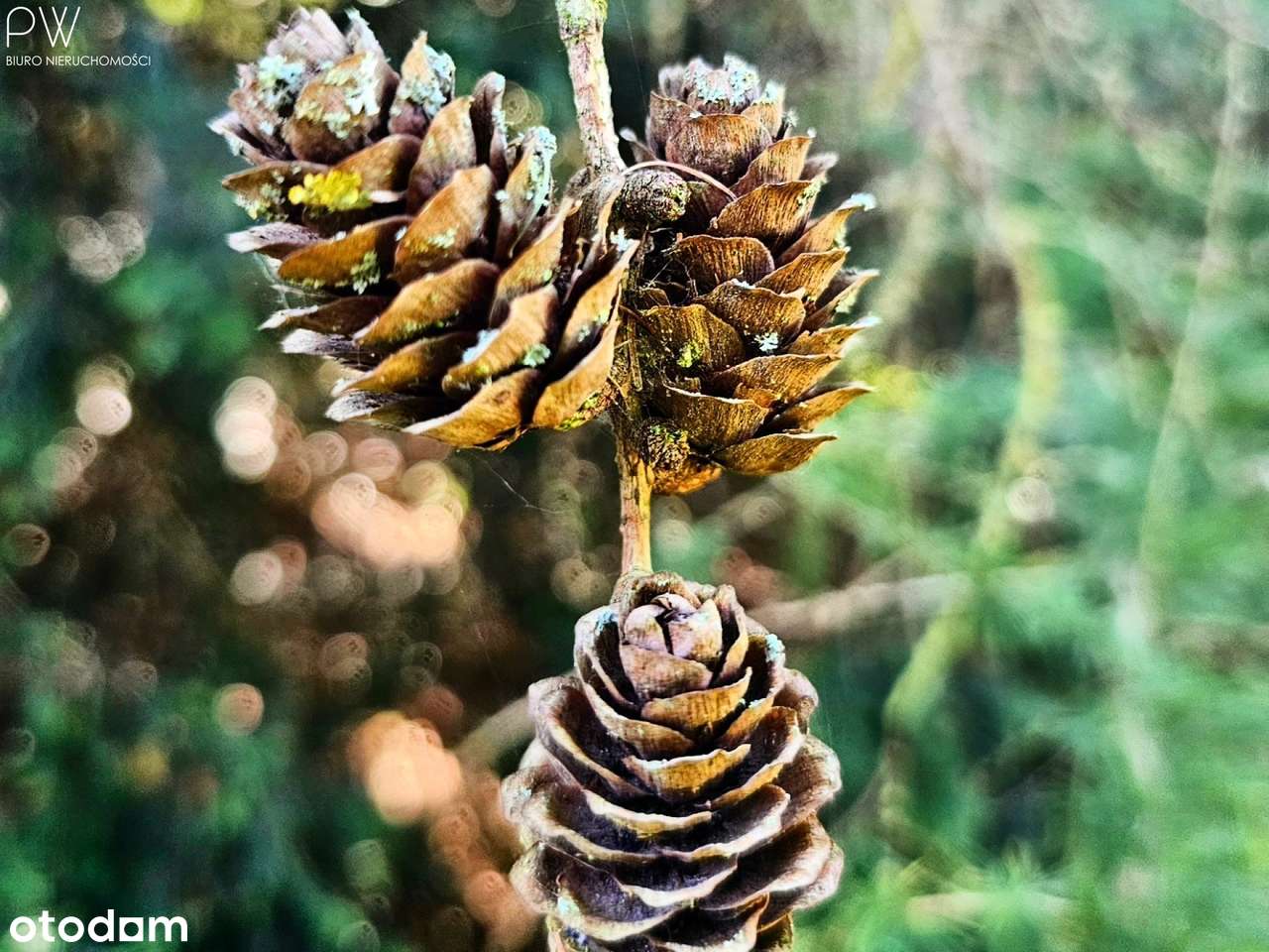 Wyjątkowe siedlisko, dom stodoła-11