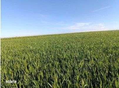 Teren Extravilan Albesti Paleologu, ID: R2586757 - Imagine principală: 1/7