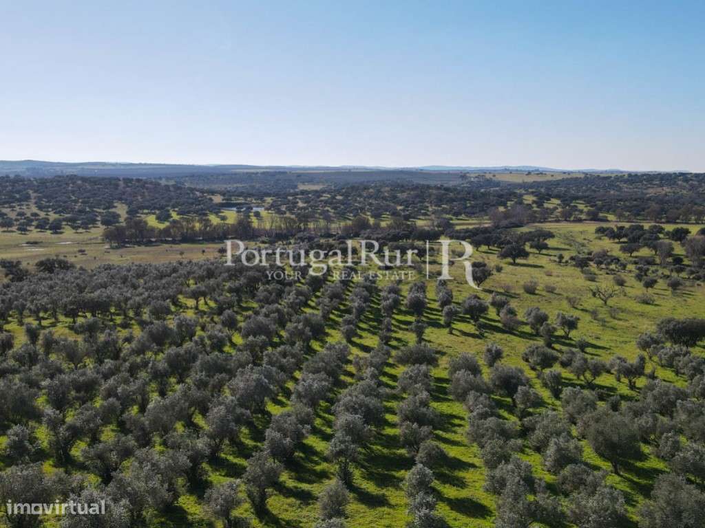 Herdade de 18 hectares perto de Estremoz-26