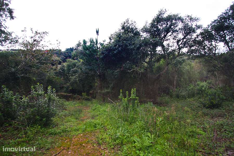 Grande propriedade, com floresta e 2 ruínas, Fraldeu, Óbidos-7